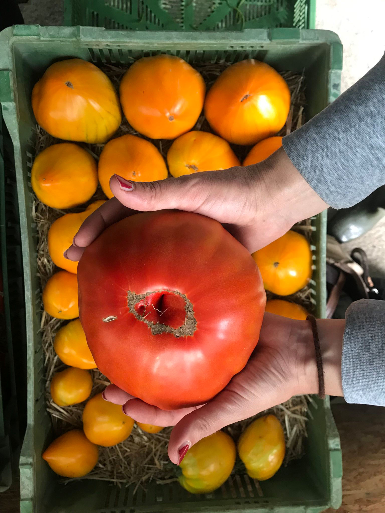 Wer hat die grösste Tomaten in der Stadt?